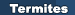 Termites